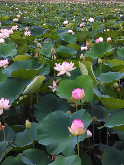 蓮の花が立って咲いています