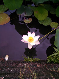 すみっこで咲く睡蓮